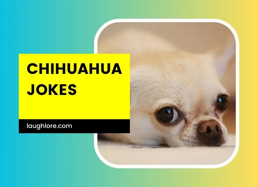 Chihuahua Jokes