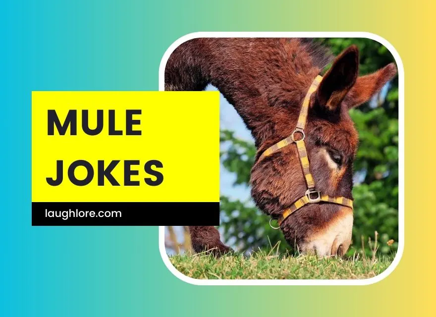 Mule Jokes