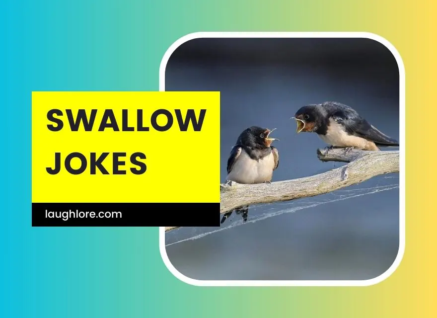 Swallow Jokes