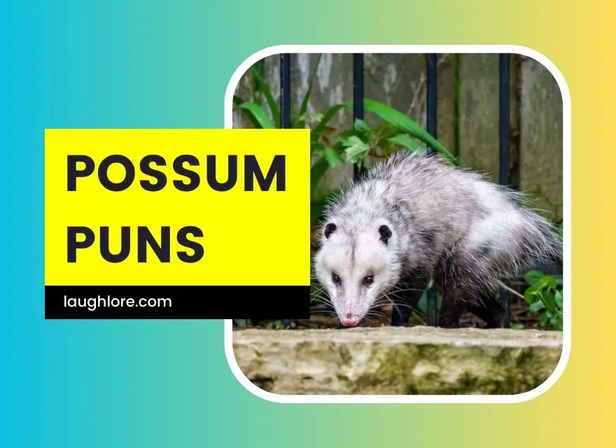 Possum Puns